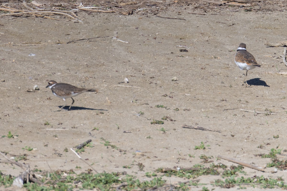 Killdeer - ML643470838