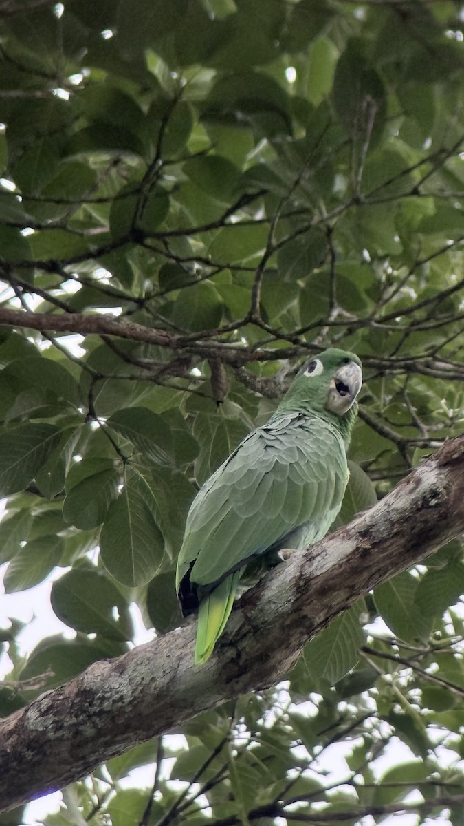 Mealy Amazon - ML643470844