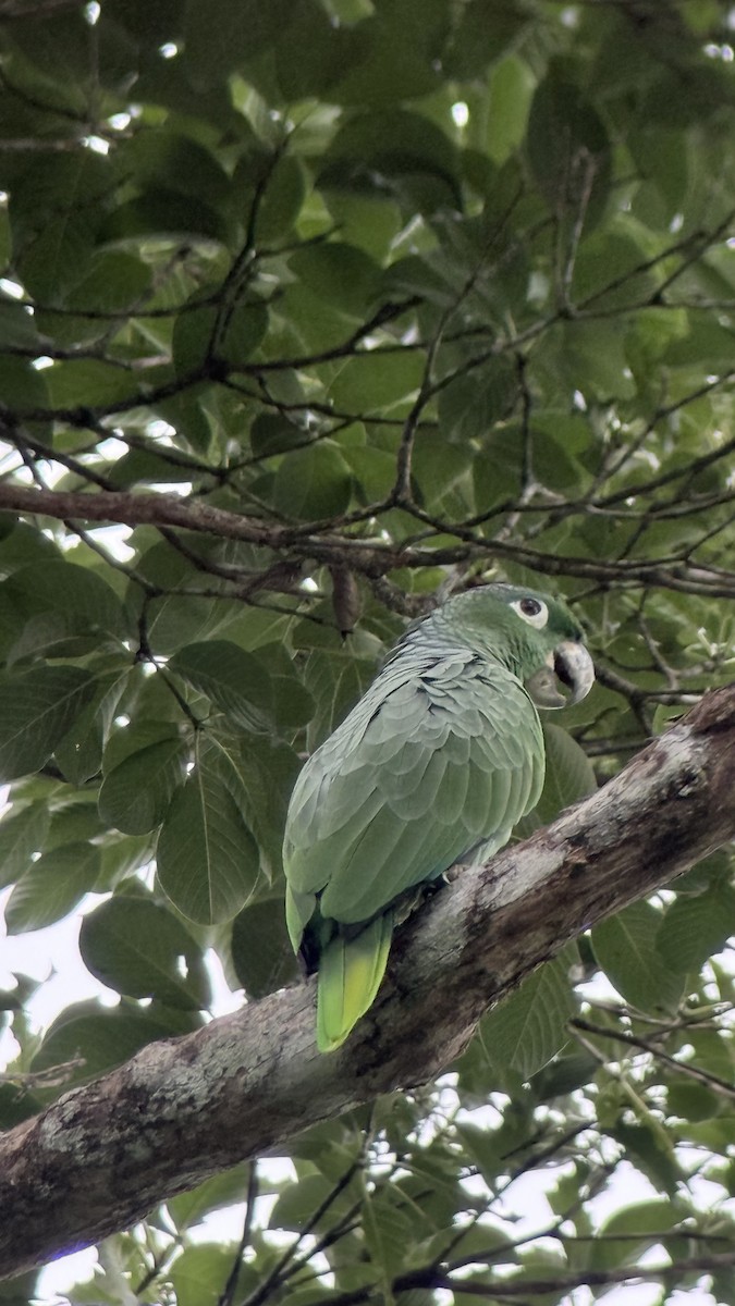 Mealy Amazon - ML643470845