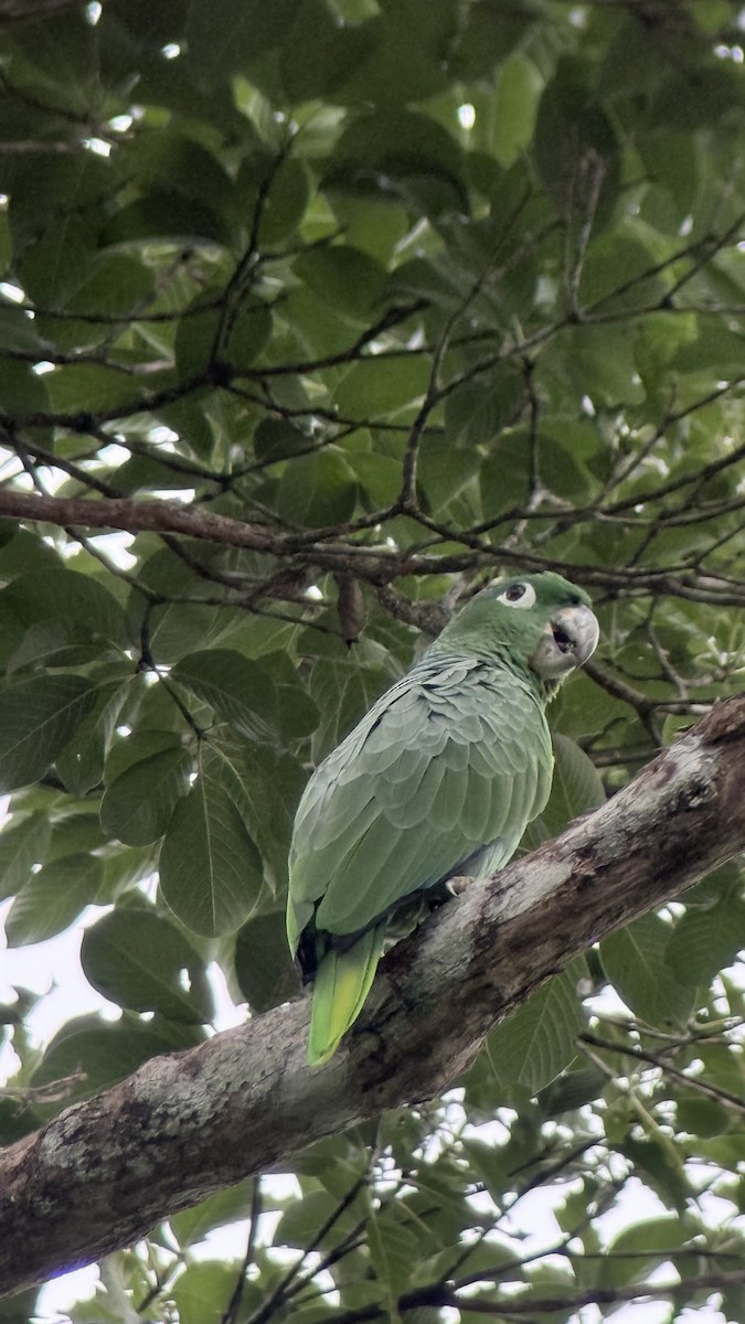 Mealy Amazon - ML643470846