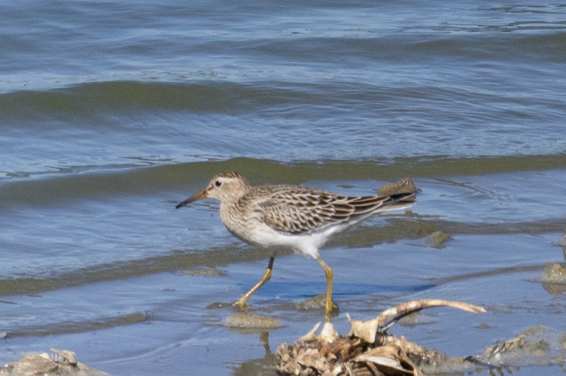 Pectoral Sandpiper - ML643470856