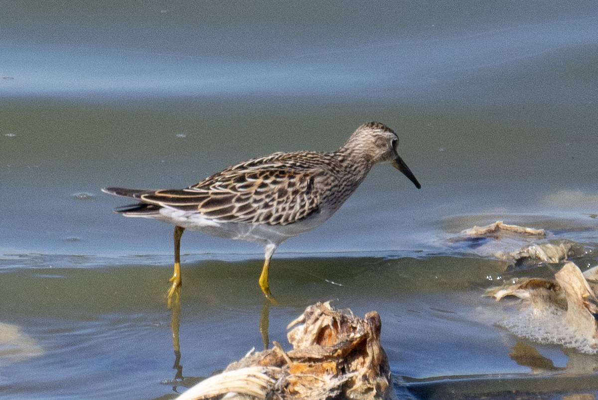 Pectoral Sandpiper - ML643470857