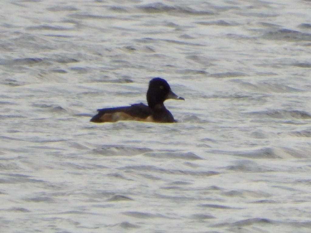 Murgilari lepokoduna - ML643470866