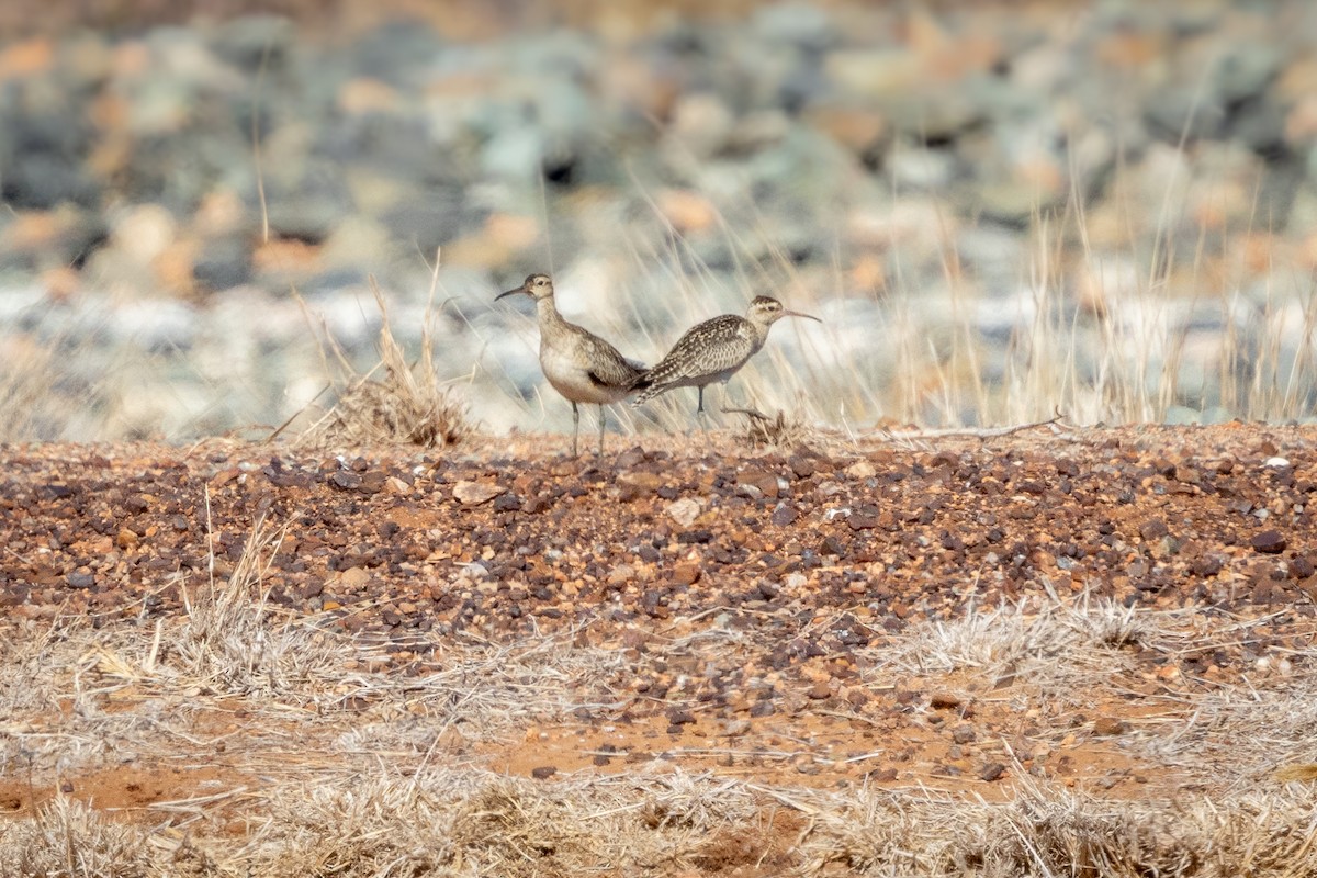 コシャクシギ - ML643470884