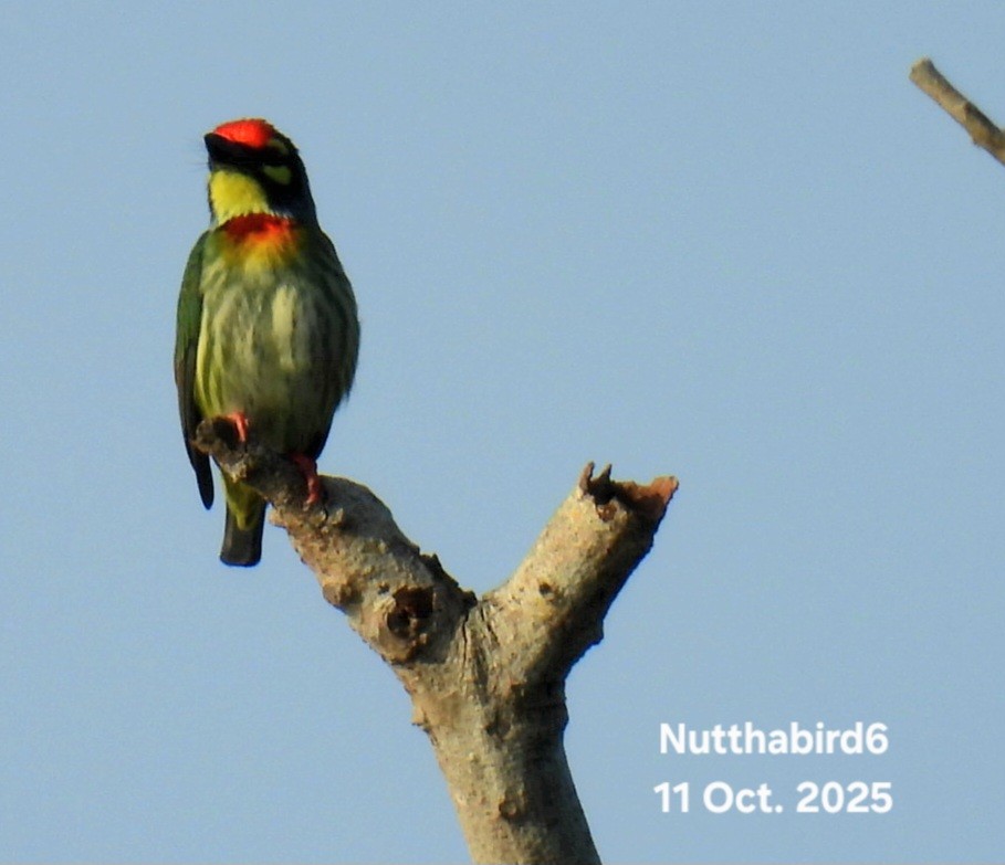 Coppersmith Barbet - ML643470889