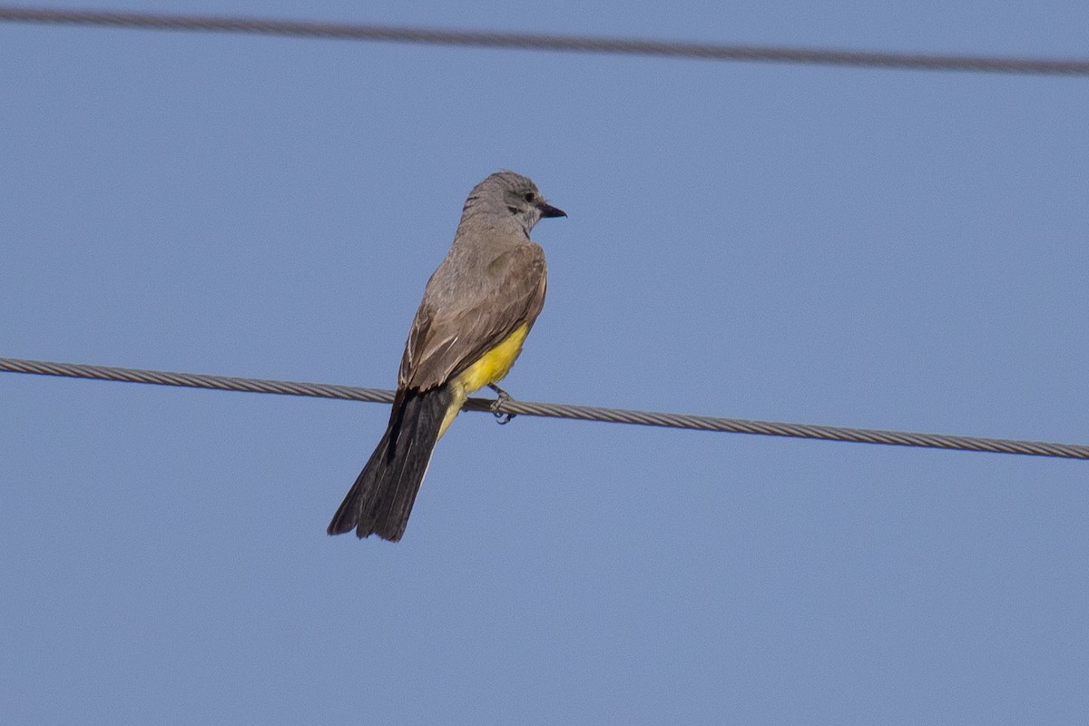 Western Kingbird - ML643470895