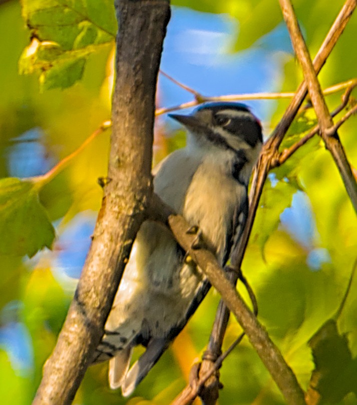 Downy Woodpecker - ML643470914