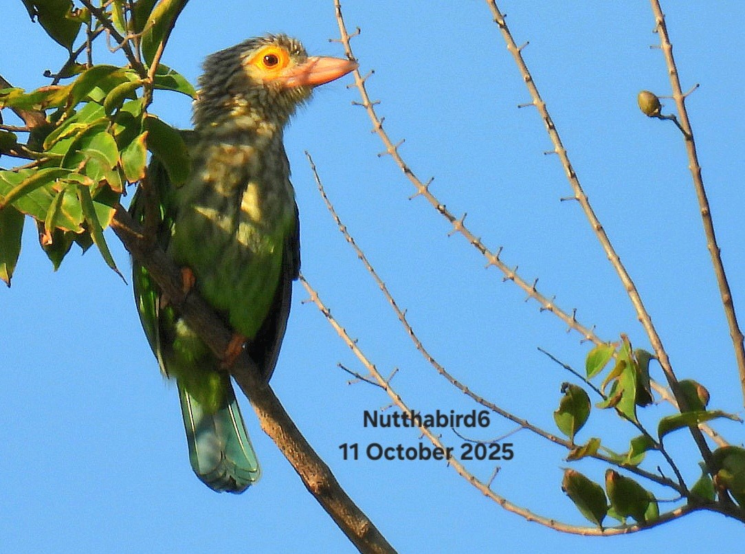 Lineated Barbet - ML643470916