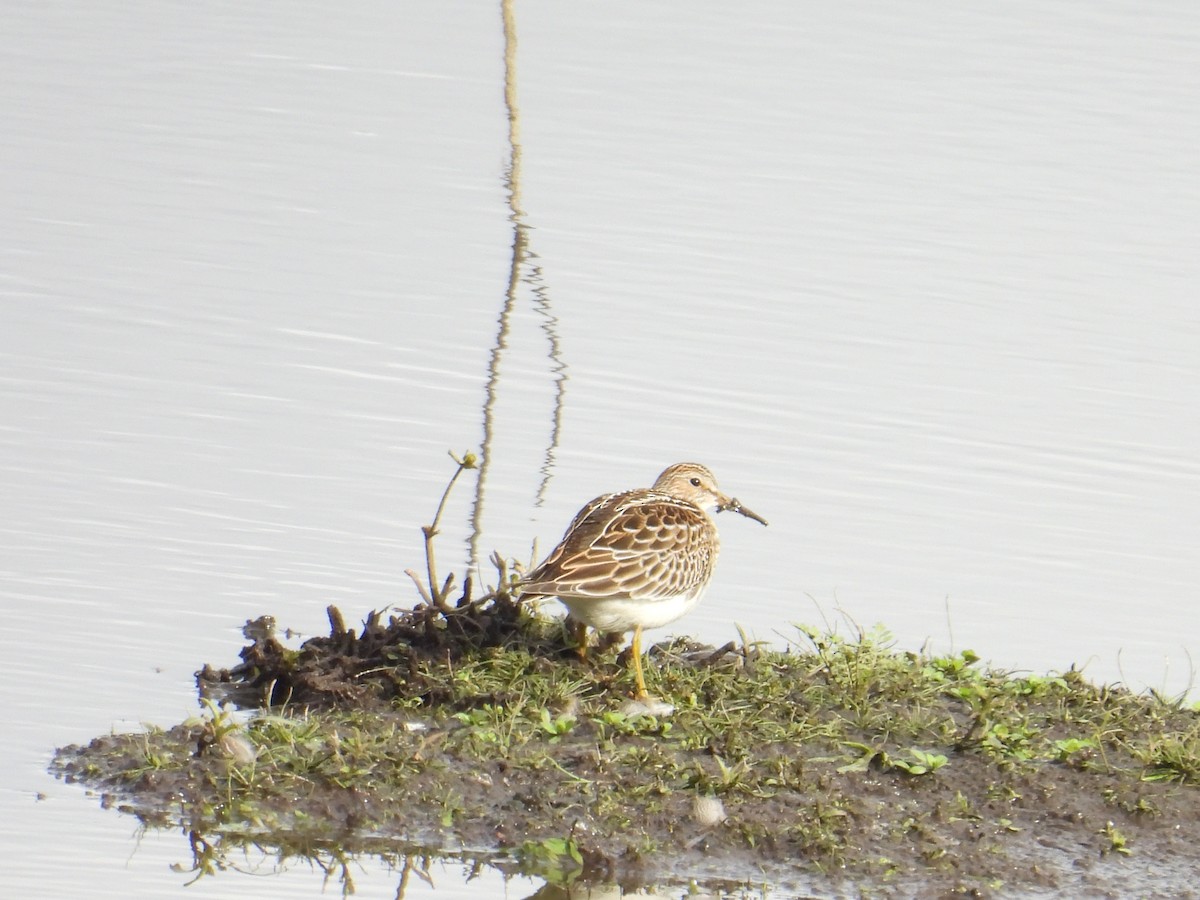 Pectoral Sandpiper - ML643470923