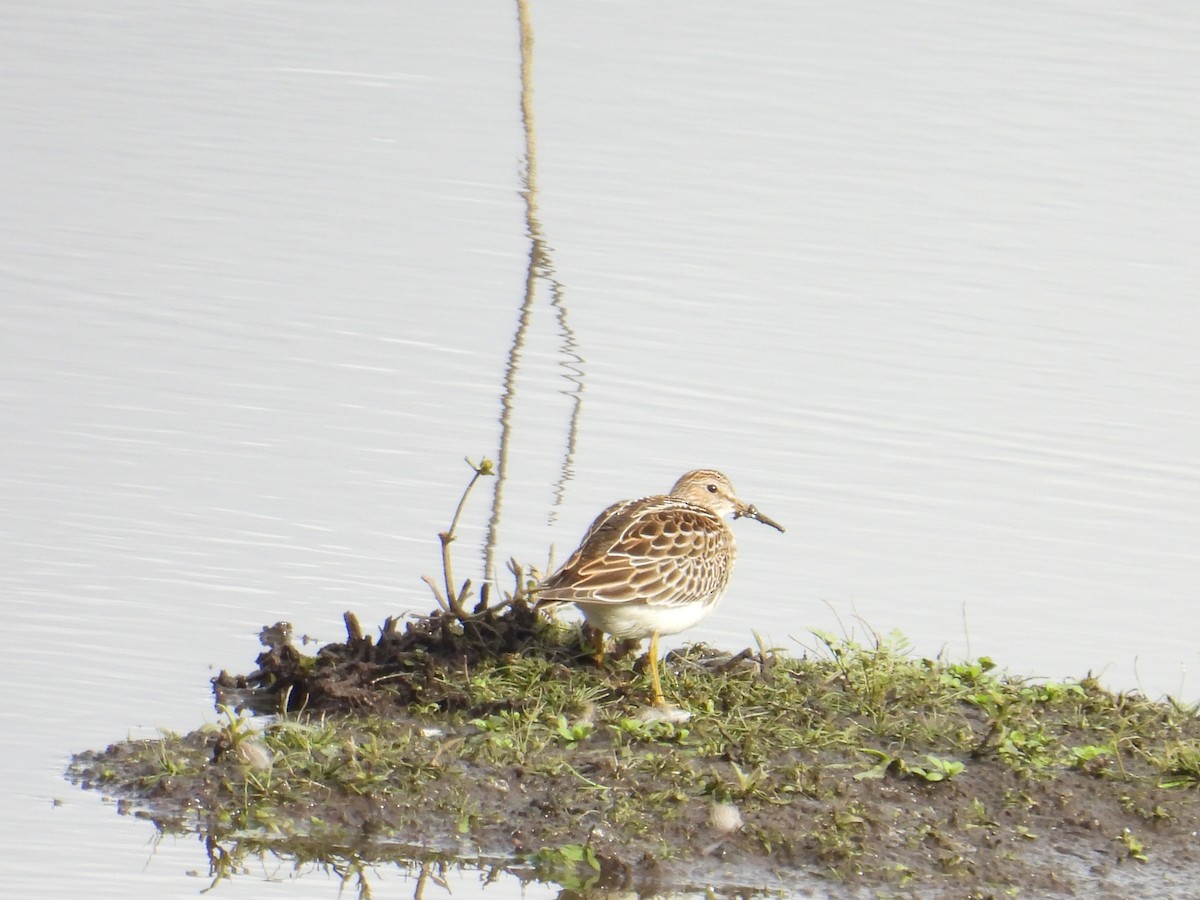 Pectoral Sandpiper - ML643470924