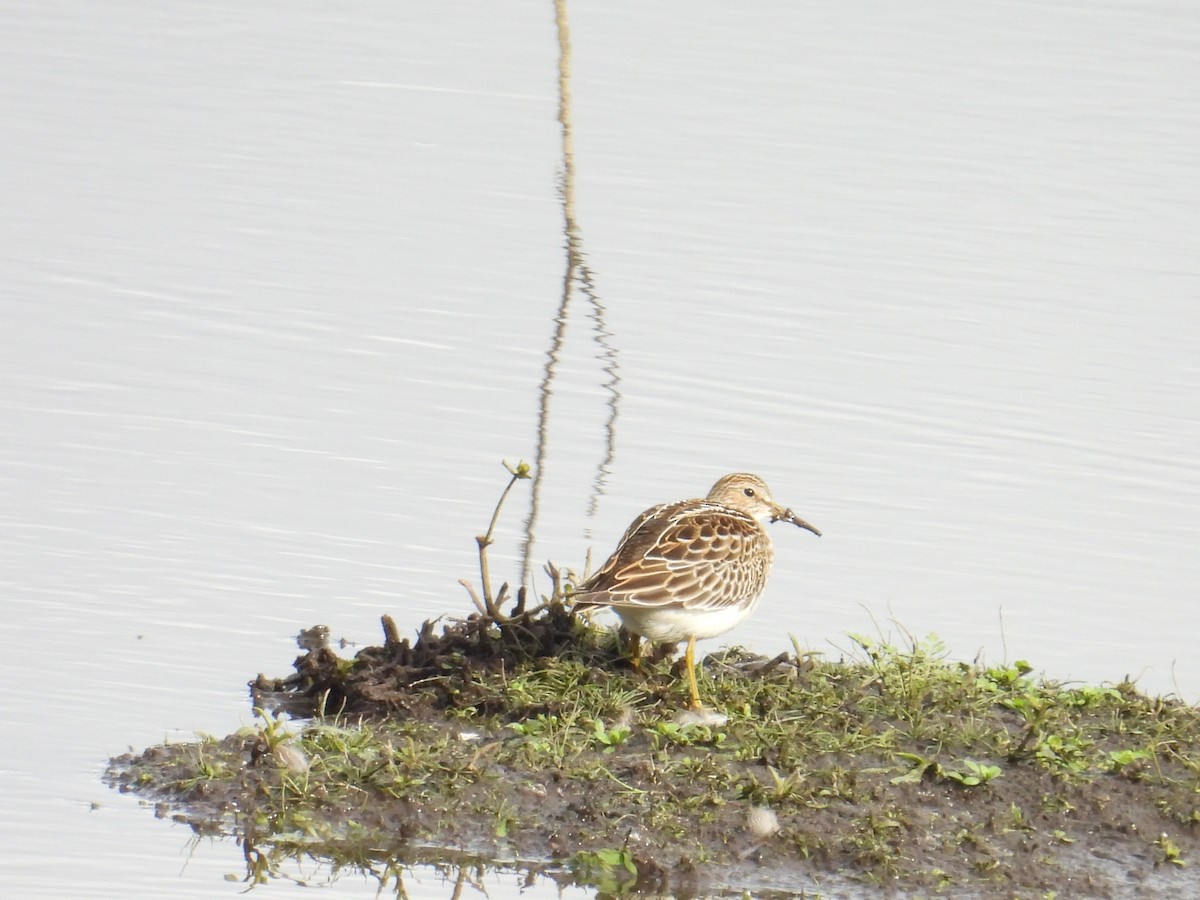 Pectoral Sandpiper - ML643470925