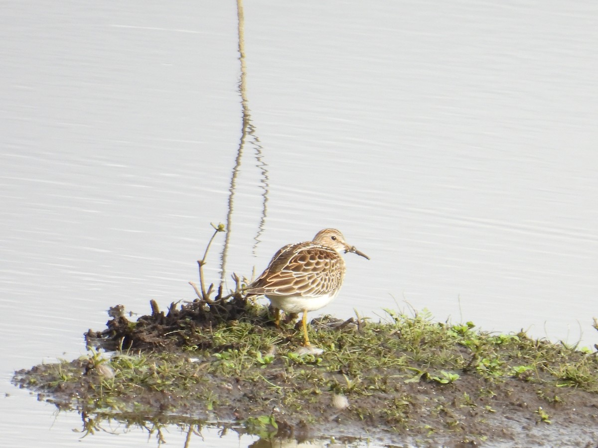 Pectoral Sandpiper - ML643470926