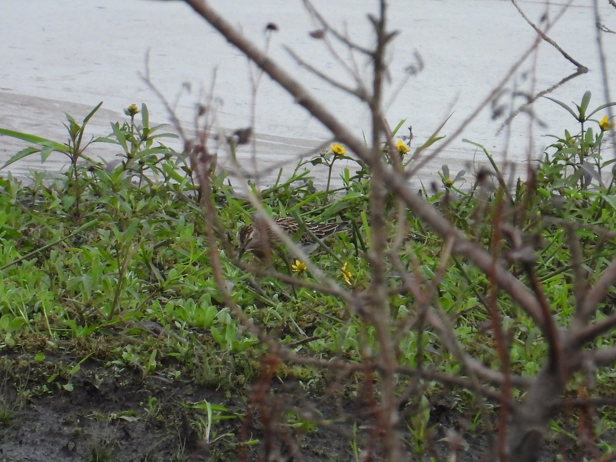 Pectoral Sandpiper - ML643470928
