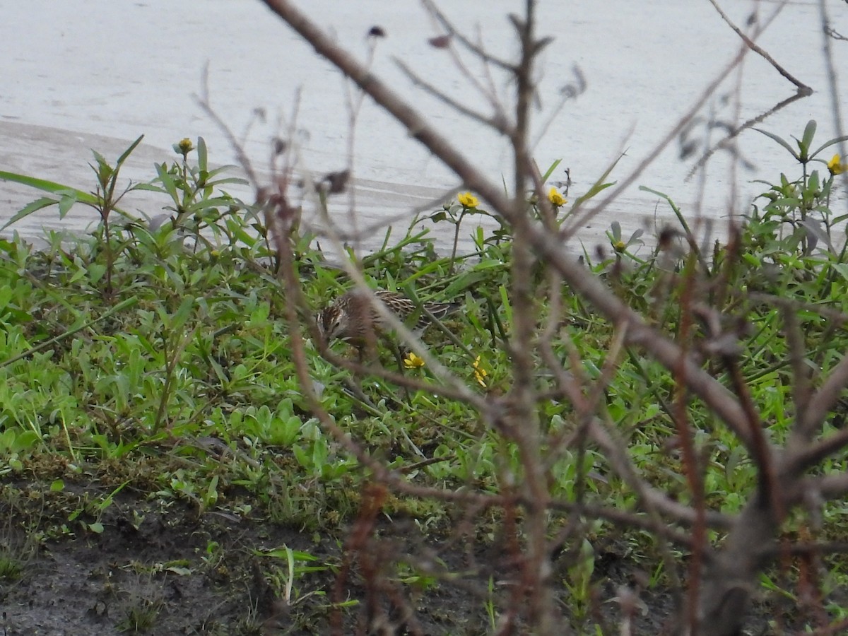 Pectoral Sandpiper - ML643470929