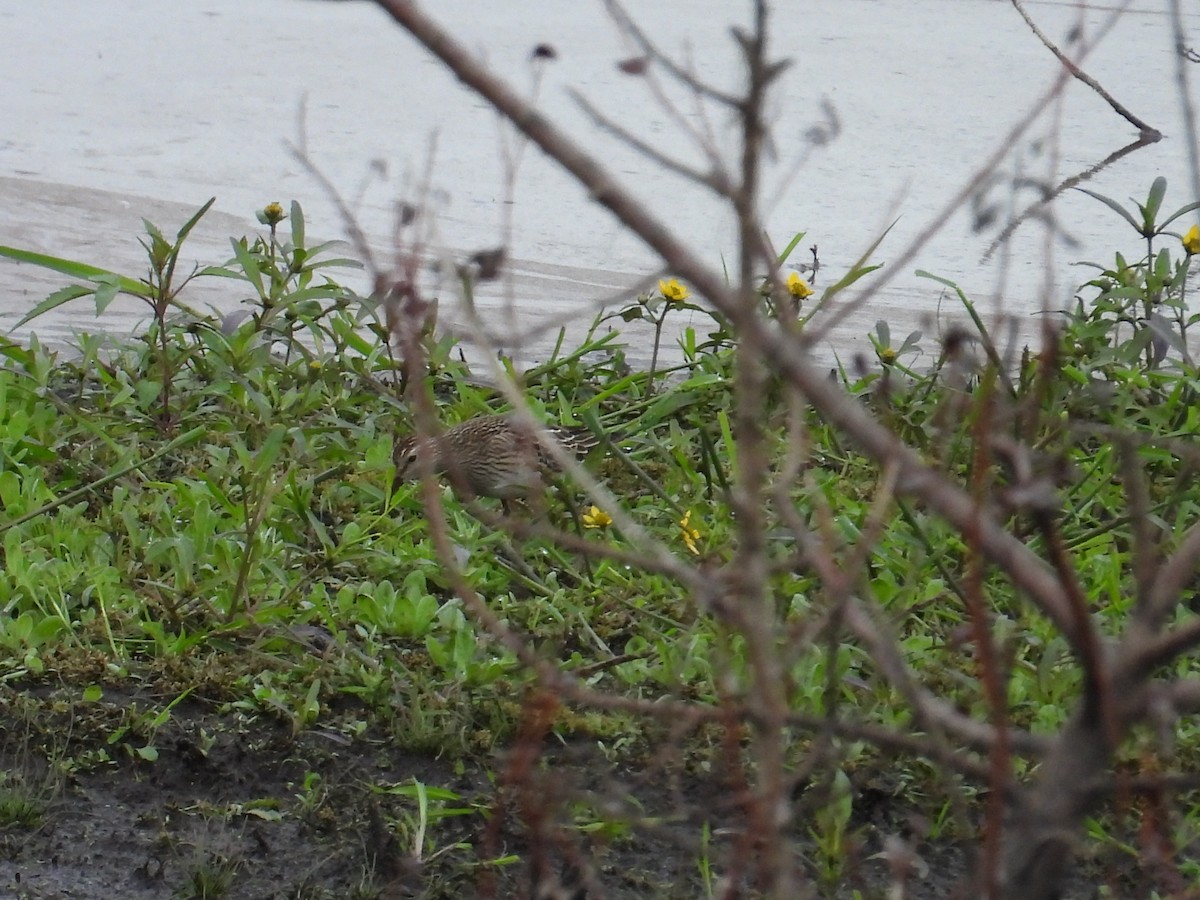 Pectoral Sandpiper - ML643470930