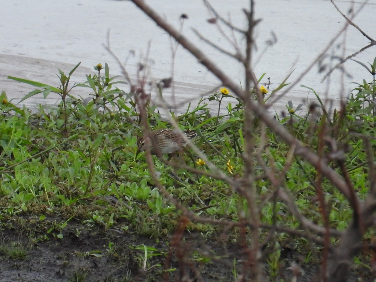 Pectoral Sandpiper - ML643470933