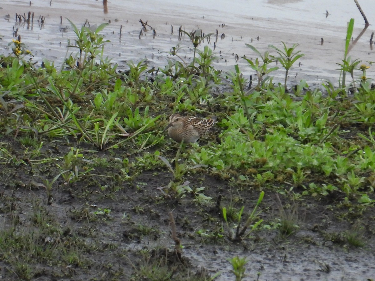 Pectoral Sandpiper - ML643470934