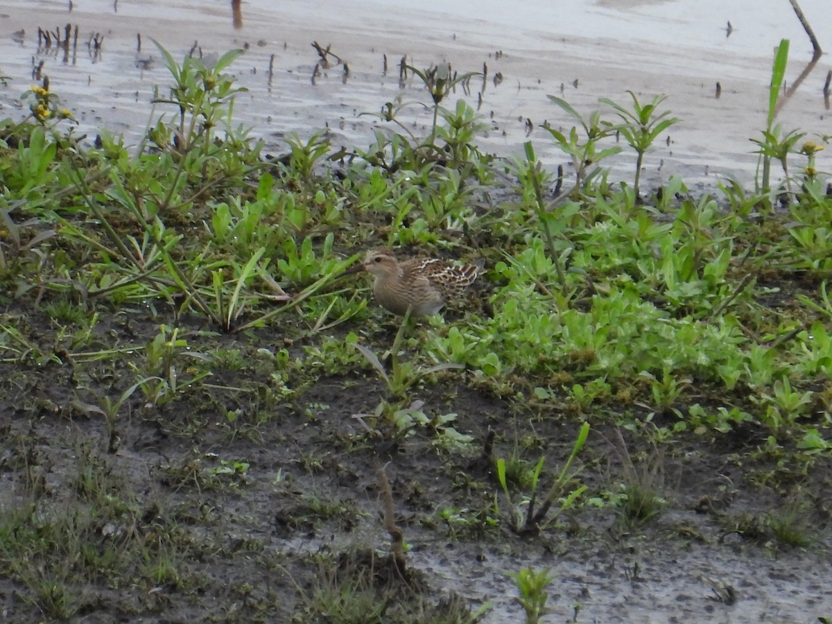 Pectoral Sandpiper - ML643470935