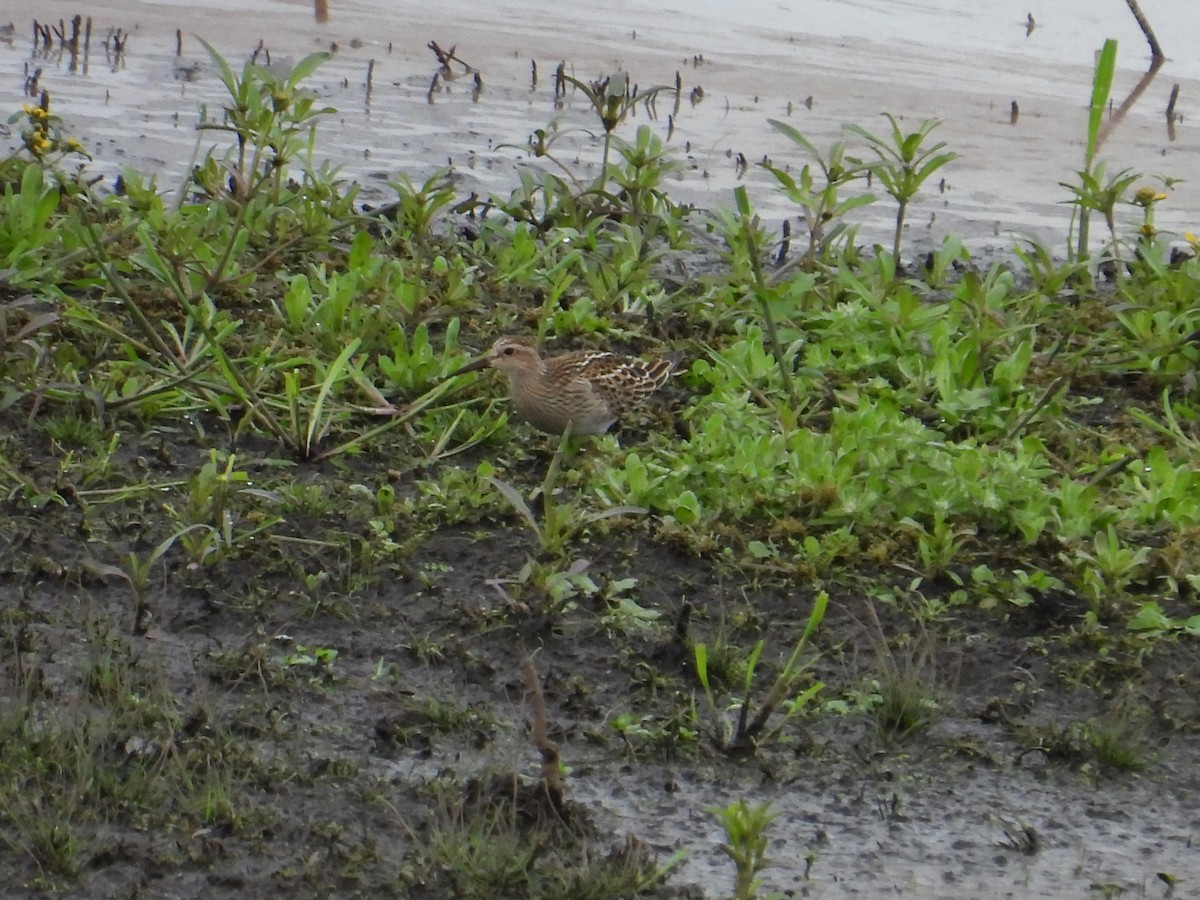 Pectoral Sandpiper - ML643470936