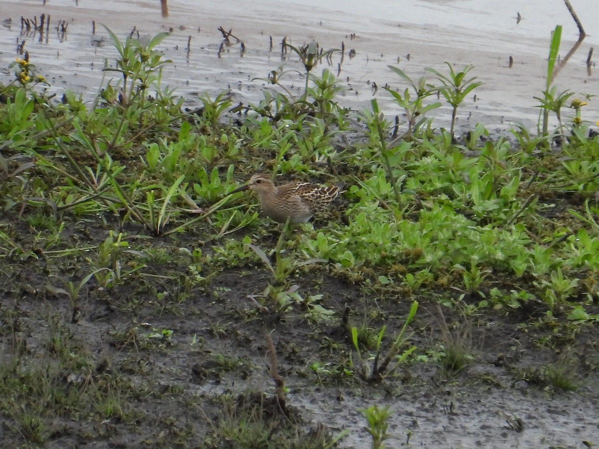 Pectoral Sandpiper - ML643470937