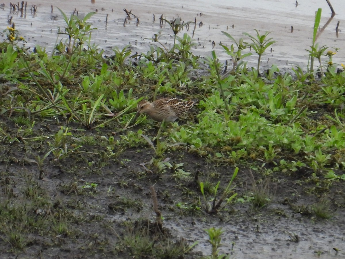 Pectoral Sandpiper - ML643470938