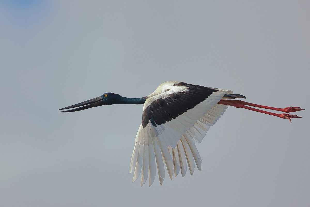 Riesenstorch - ML643470939