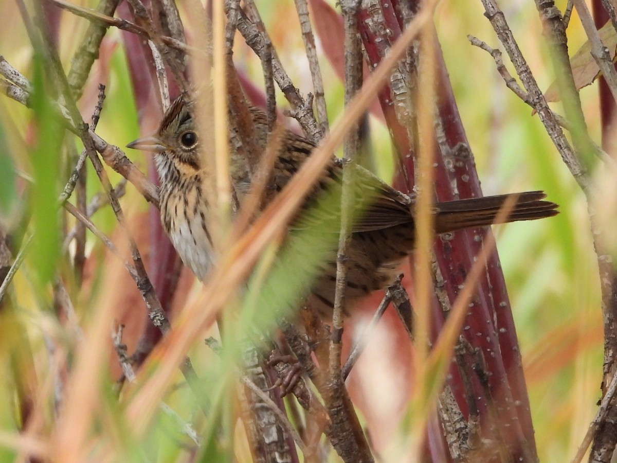 Lincoln's Sparrow - ML643470954