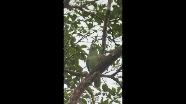 Mealy Amazon - ML643470970
