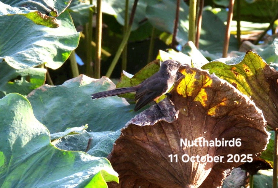 Malaysian Pied-Fantail - ML643470993