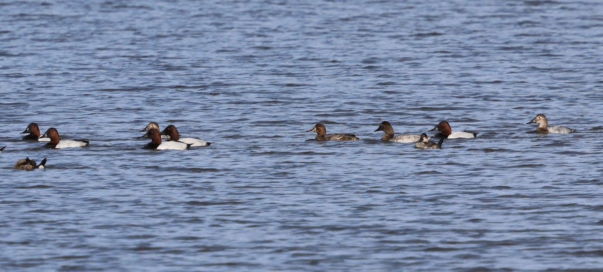 Canvasback - ML643470999
