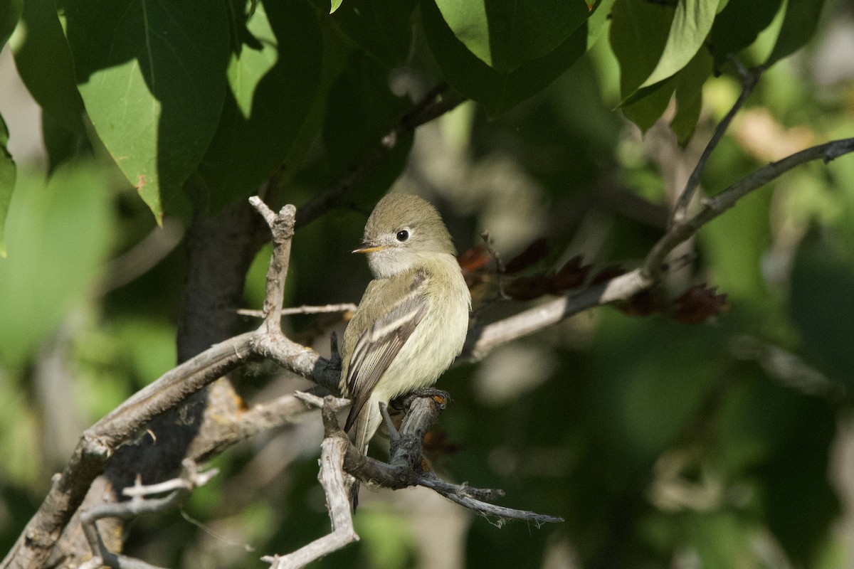 Hammond's Flycatcher - ML643471062