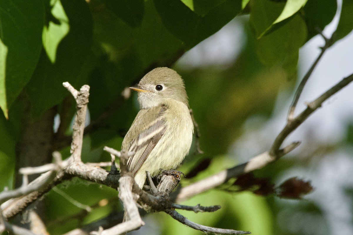 Hammond's Flycatcher - ML643471063