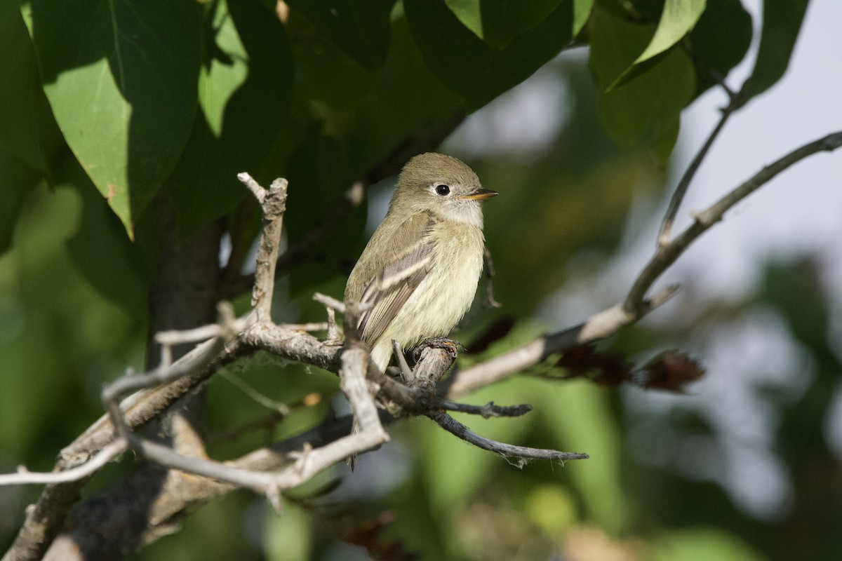 Hammond's Flycatcher - ML643471064