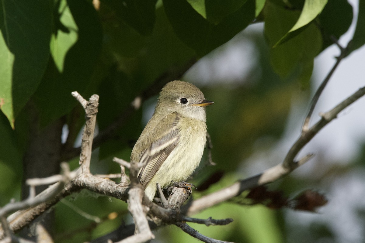 Hammond's Flycatcher - ML643471068