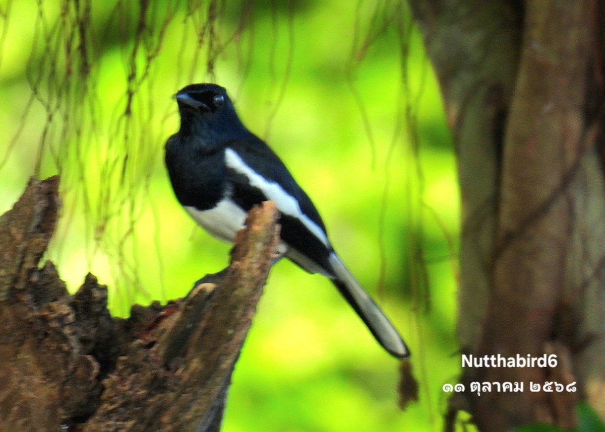Oriental Magpie-Robin - ML643471072