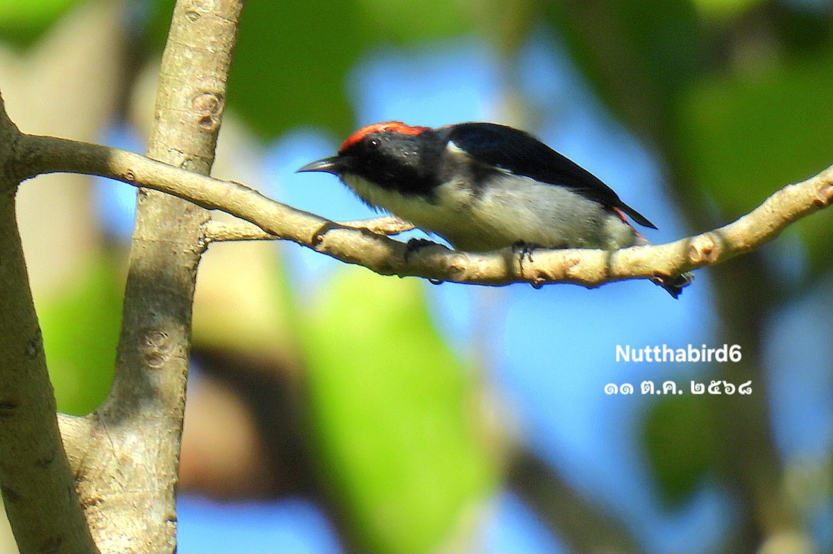 Scarlet-backed Flowerpecker - ML643471092