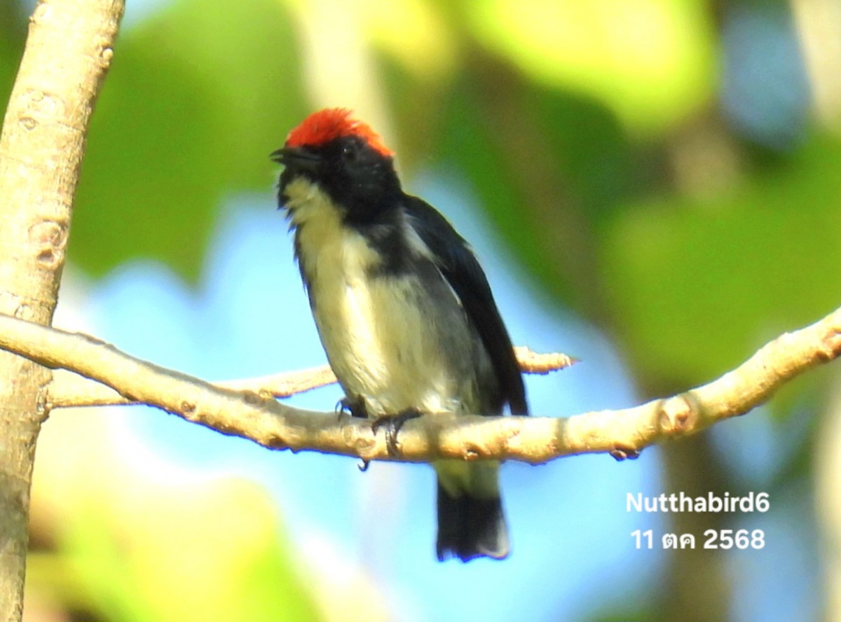 Scarlet-backed Flowerpecker - ML643471108