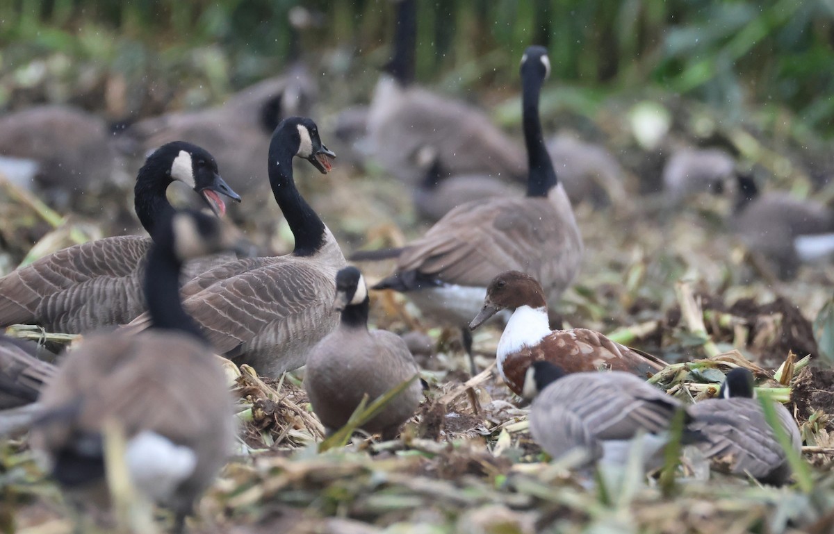 雑種 ノバリケン ｘ マガモ - ML643471121