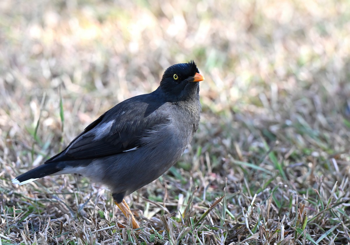 Jungle Myna - ML643471126