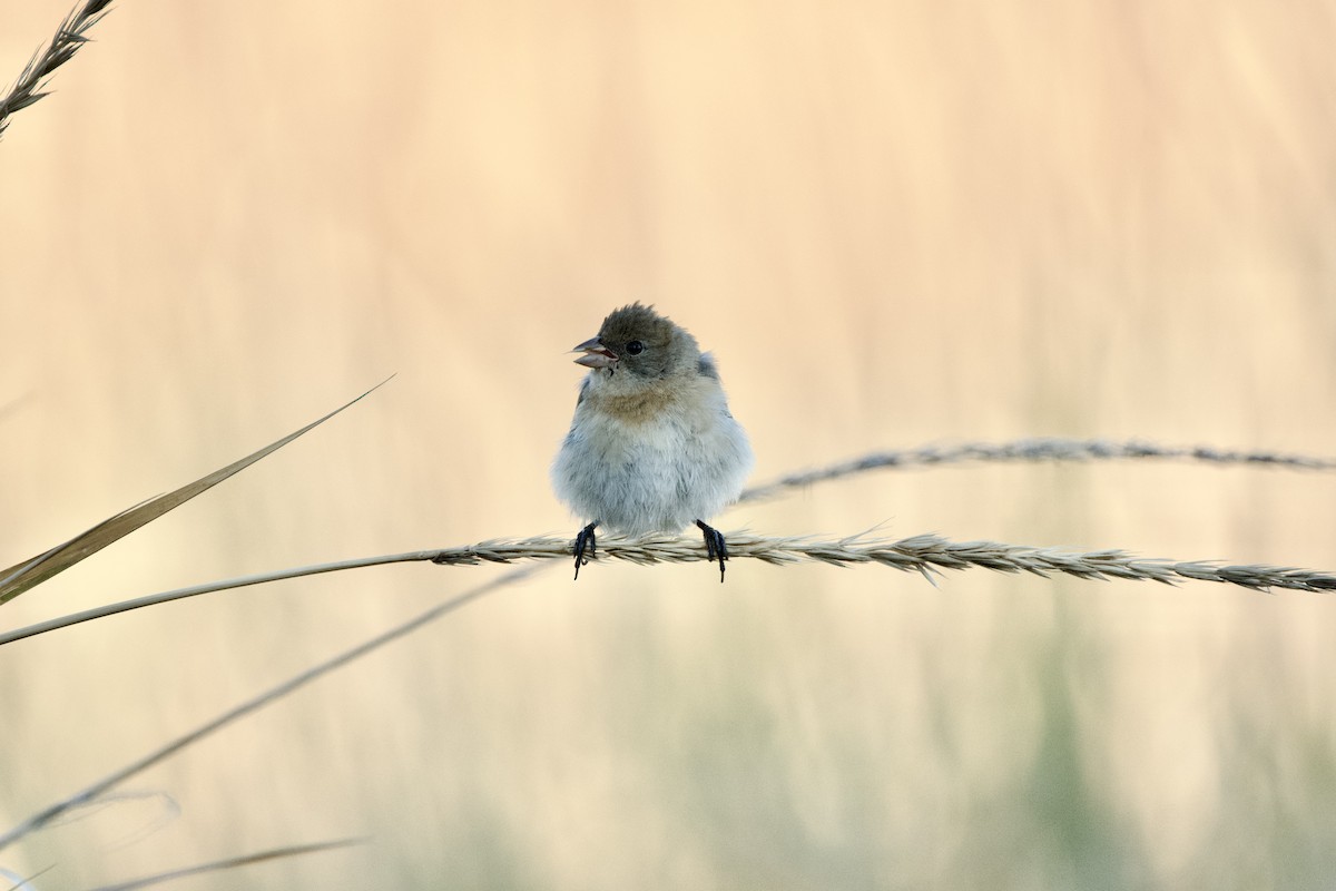 Lazuli Bunting - ML643471135