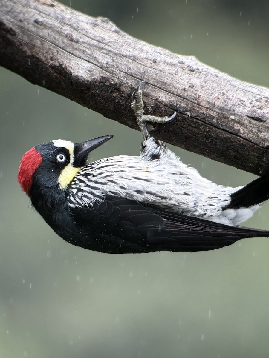 Acorn Woodpecker - ML643471136