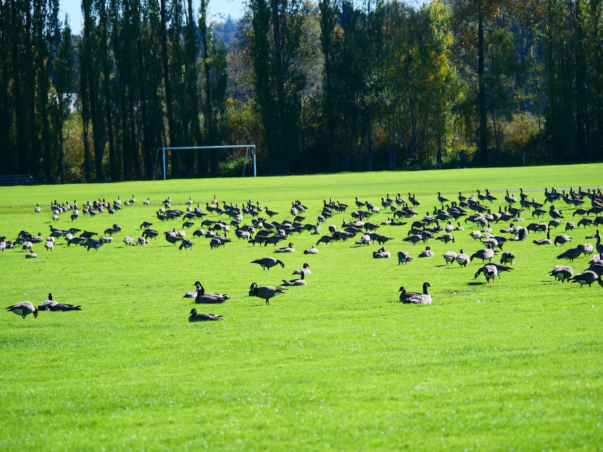 Cackling Goose - ML643471141
