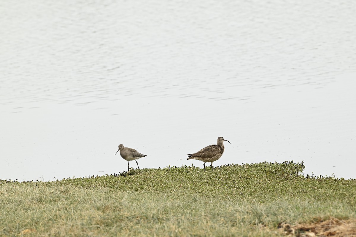 Hudsonian Godwit - ML643471144