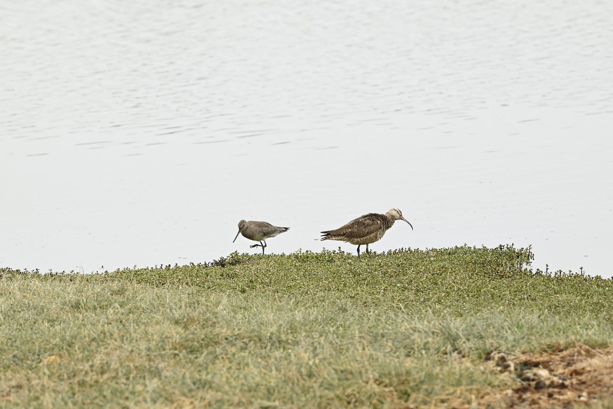 Hudsonian Godwit - ML643471145
