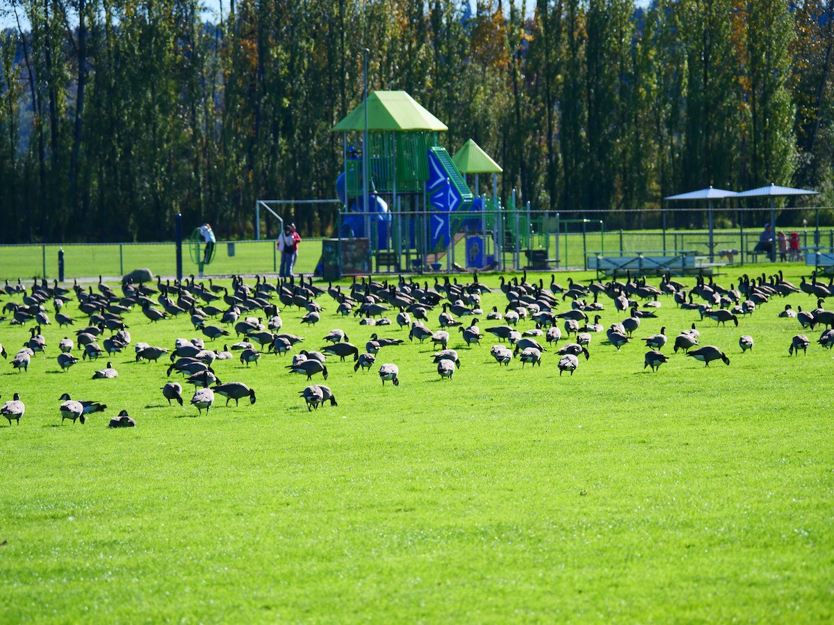 Cackling Goose - ML643471149