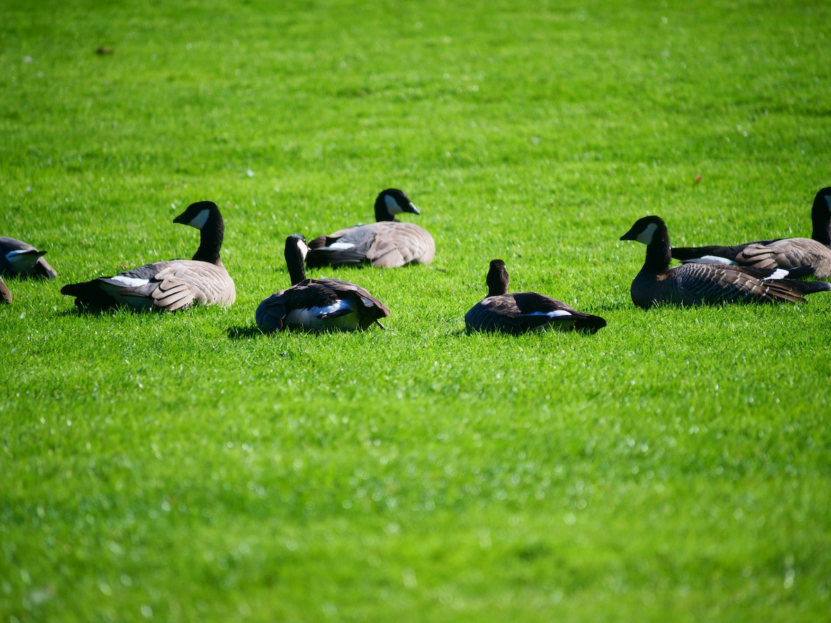Cackling Goose - ML643471151