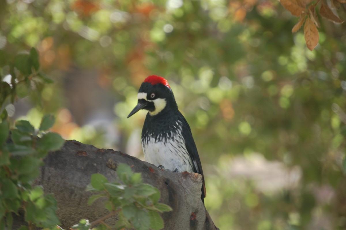 Acorn Woodpecker - ML643471160