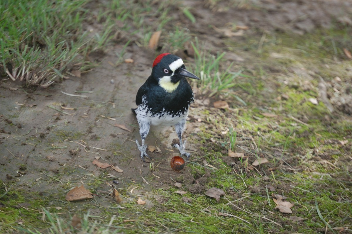 Acorn Woodpecker - ML643471162