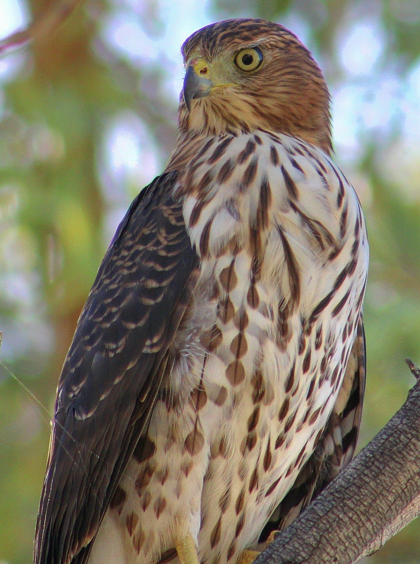 Cooper's Hawk - ML643471163