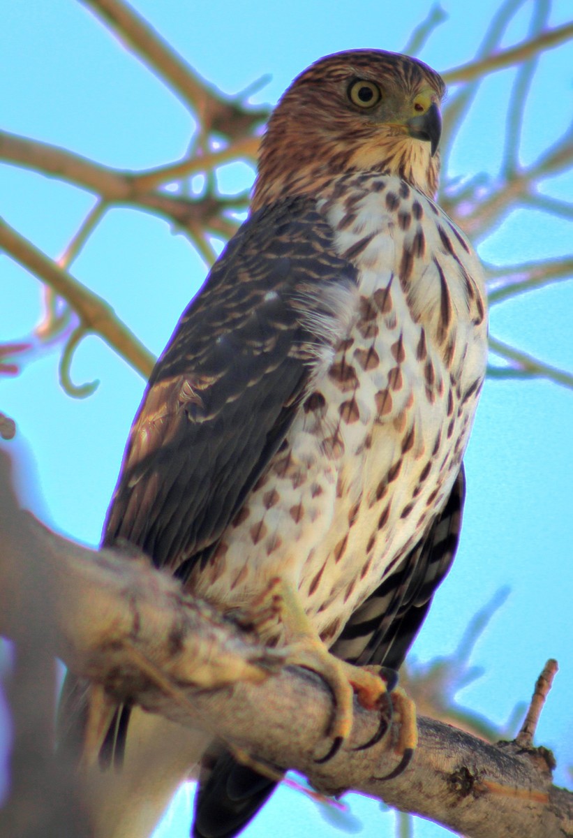 Cooper's Hawk - ML643471164